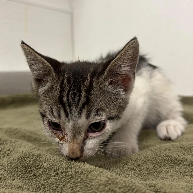 A baby small-sized female Gray / Blue / Silver Domestic Medium Hair cat named Haccstray_ for adoption in Henderson, NV
