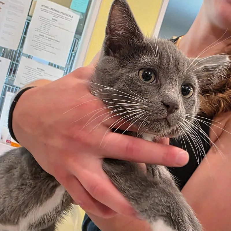 A baby small-sized male Gray / Blue / Silver Domestic Short Hair cat named Bradbury for adoption in West Des Moines, IA