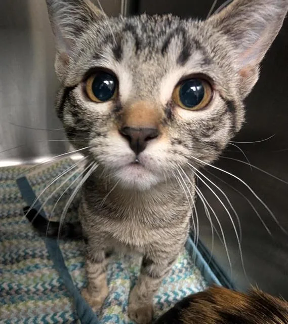 A baby small-sized female Domestic Short Hair cat named Simone for adoption in Sacramento, CA