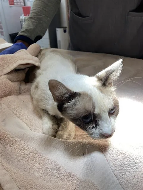 An adult small-sized female Siamese cat named Gypsy for adoption in Long Beach, CA
