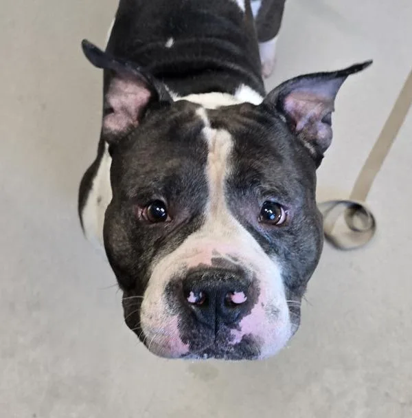 An adult medium-sized male American Bully dog named Bruce for adoption in El Cajon, CA