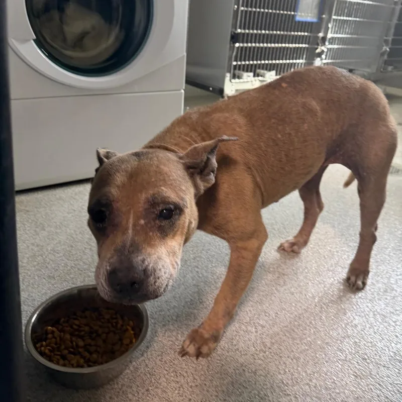 An adult medium-sized female Yellow / Tan / Blond / Fawn Pit Bull Terrier dog named Alana for adoption in Englewood, FL
