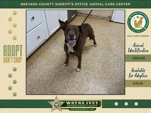 An adult large-sized female Mixed Breed dog named Bella for adoption in Melbourne, FL