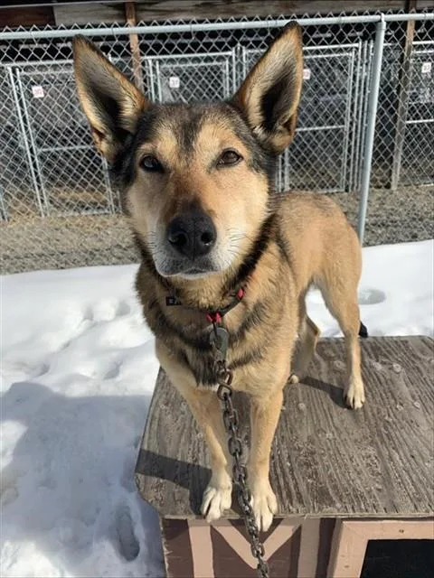 An adult medium-sized female Husky dog named Toph for adoption in Fairbanks, AK