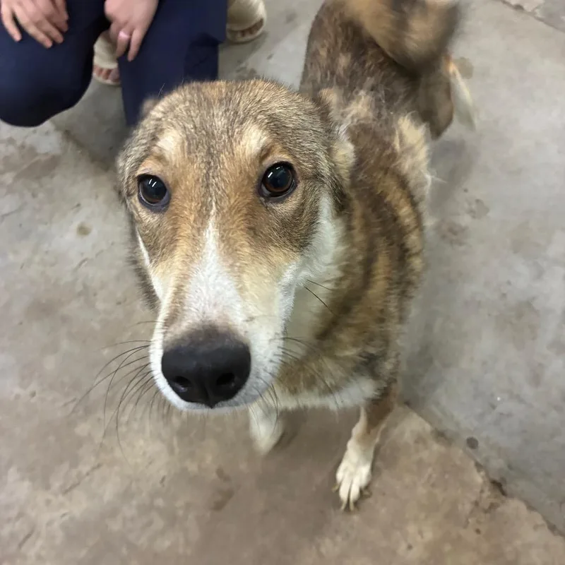 An adult medium-sized female Mixed Breed dog named Rosie for adoption in Corbin, KY