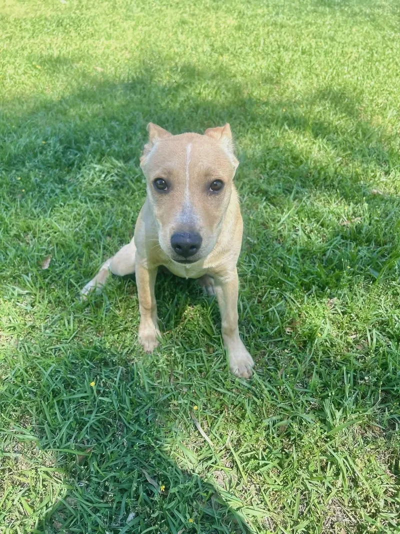 A young small-sized female Apricot / Beige Chihuahua dog named Dolly for adoption in Newfoundland, NJ
