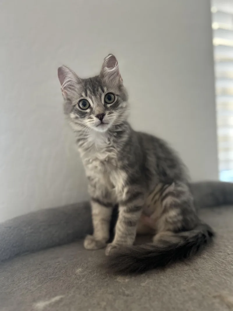 Lacey