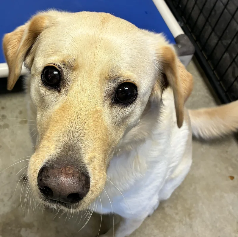 A senior medium-sized female Yellow Labrador Retriever dog named Mandy for adoption in Blue Earth, MN