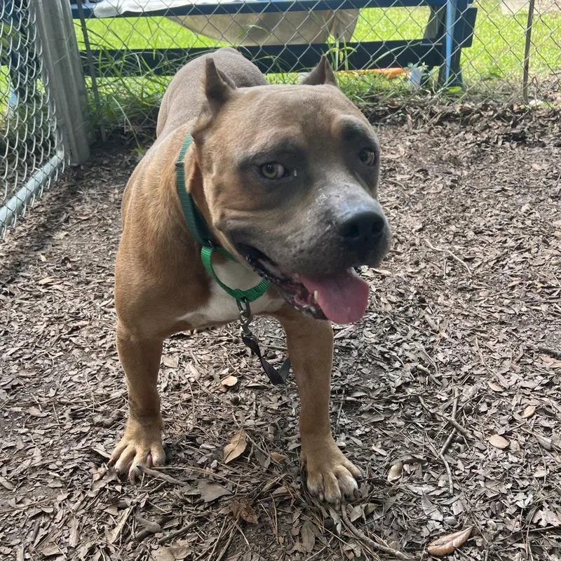 An adult medium-sized male Red / Chestnut / Orange Mixed Breed dog named Gambino for adoption in Summerville, SC