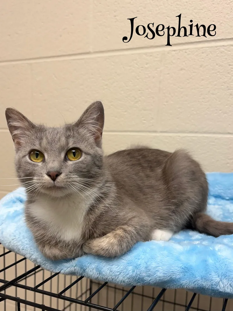 A young medium-sized female Blue Cream Domestic Short Hair cat named Josephine for adoption in Valparaiso, IN