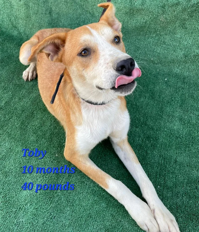 Toby thumbnail 5
