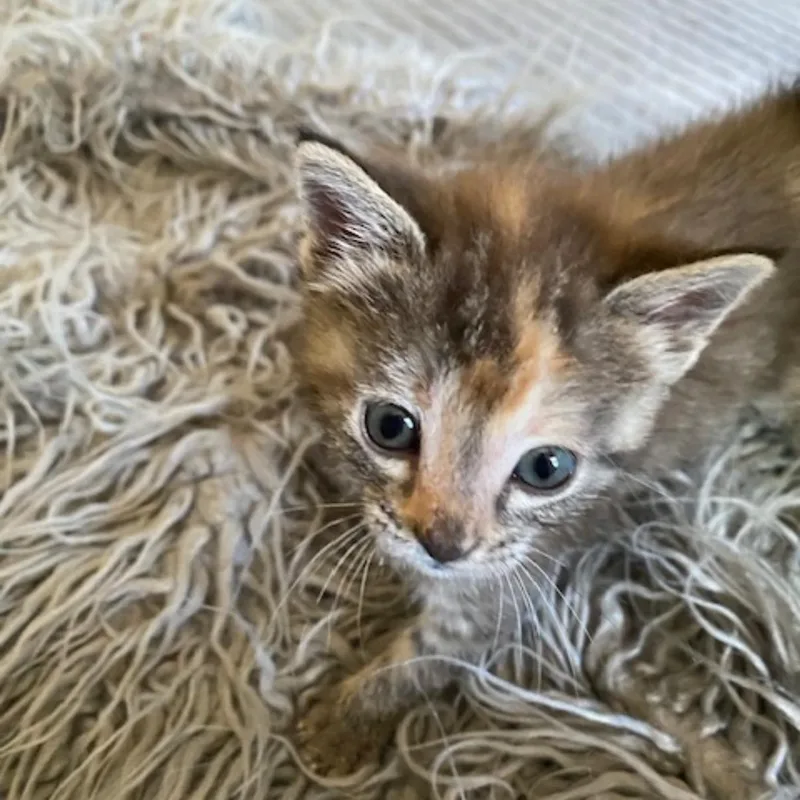 A baby medium-sized female Torbie Domestic Short Hair cat named Caramel for adoption in Omaha, NE