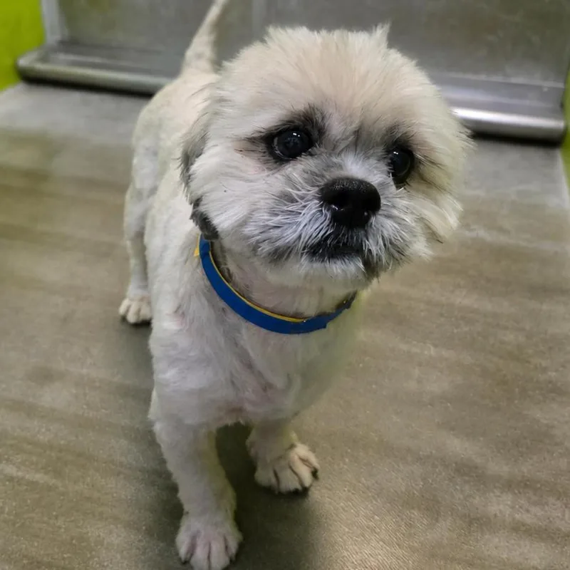 An adult small-sized male White / Cream Shih Tzu dog named Murtaugh for adoption in San Jacinto, CA
