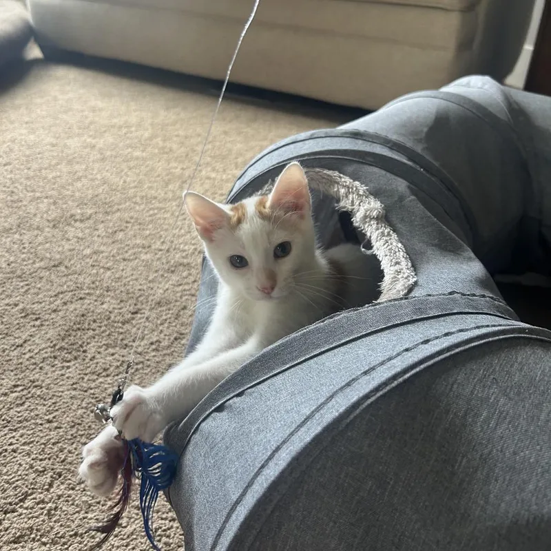 A baby small-sized male Domestic Short Hair cat named Denali for adoption in Allyn, WA