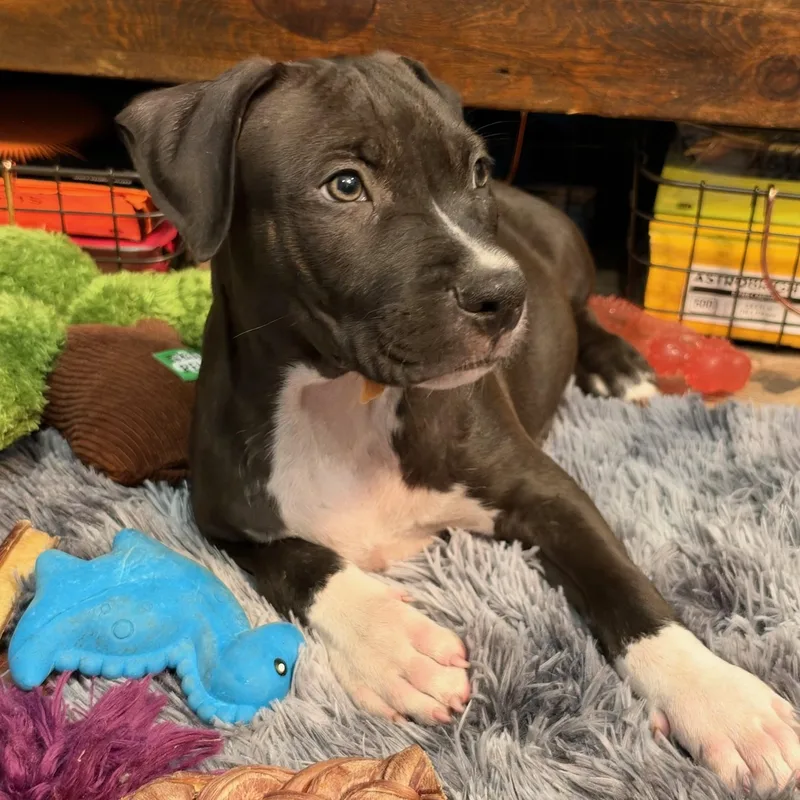A baby medium-sized male Gray / Blue / Silver Pit Bull Terrier dog named Chappie for adoption in Houston, TX