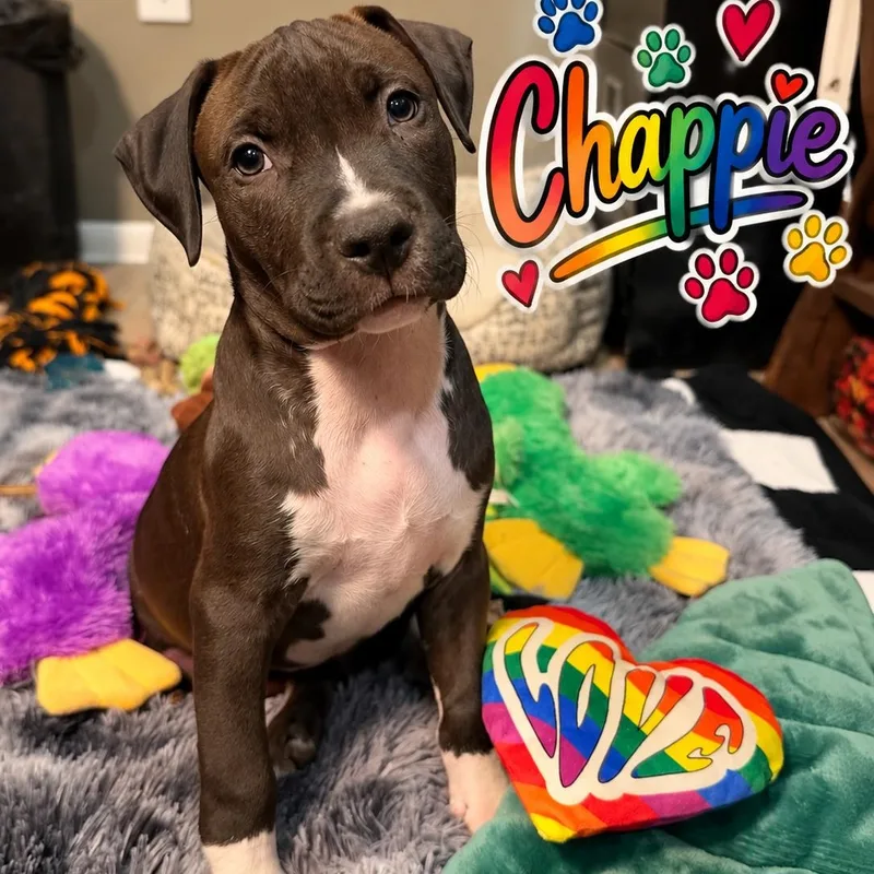 Chappie thumbnail 4