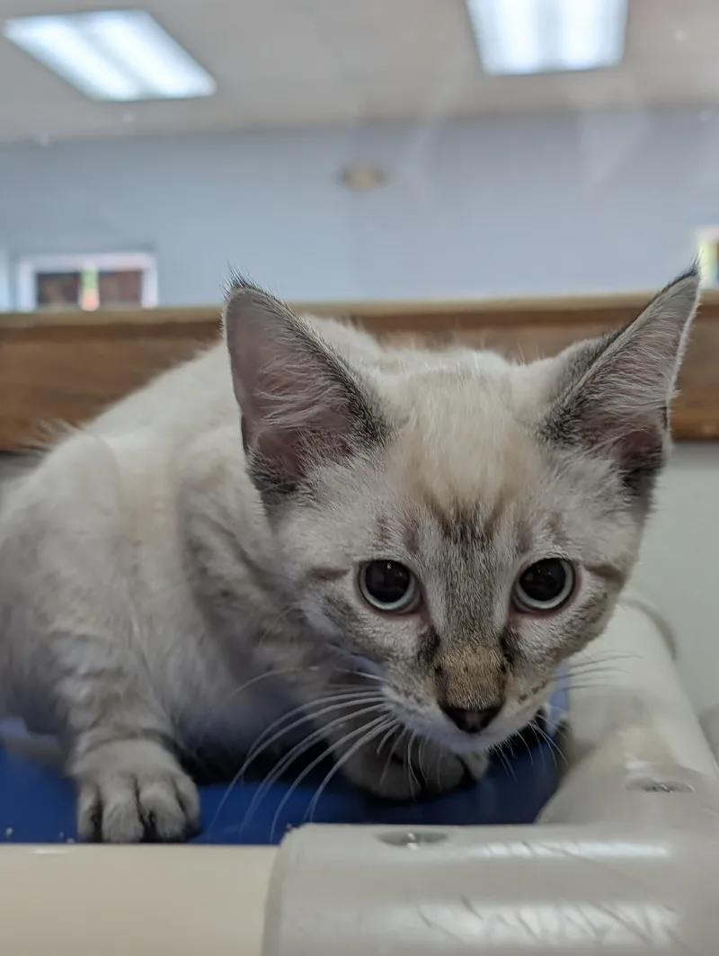 A young medium-sized male Gray / Blue / Silver Domestic Short Hair cat named Frosted Mini Wheat for adoption in Decatur, IL