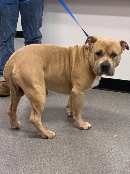 An adult medium-sized male Mixed Breed dog named Longhorn for adoption in West Chester, PA
