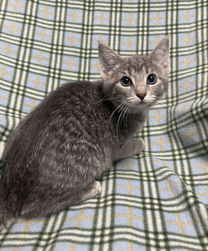 A baby small-sized female Domestic Short Hair cat named Elvira for adoption in Jackson, MI