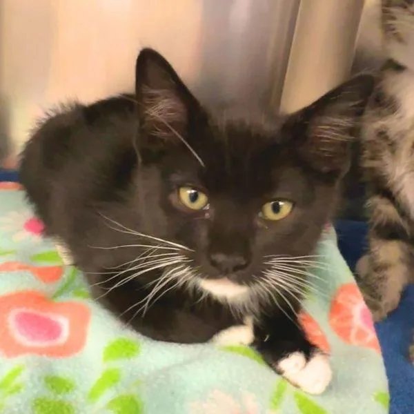 A baby small-sized male Domestic Short Hair cat named Warstic for adoption in Walnut Creek, CA