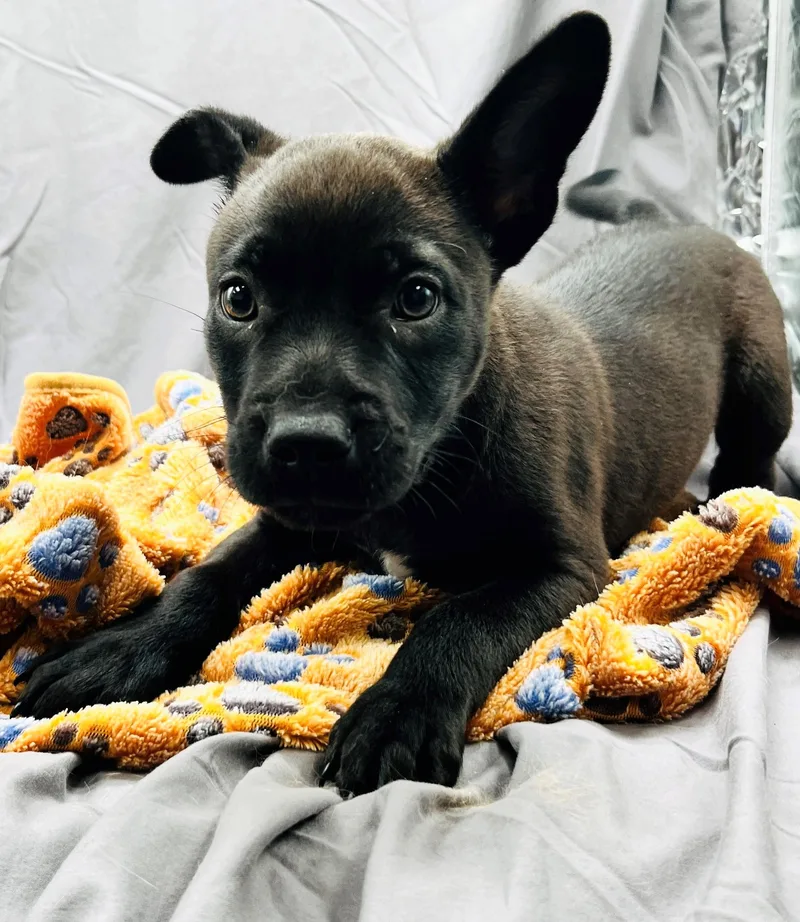 Ranger