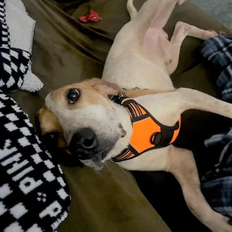 Finley thumbnail 2