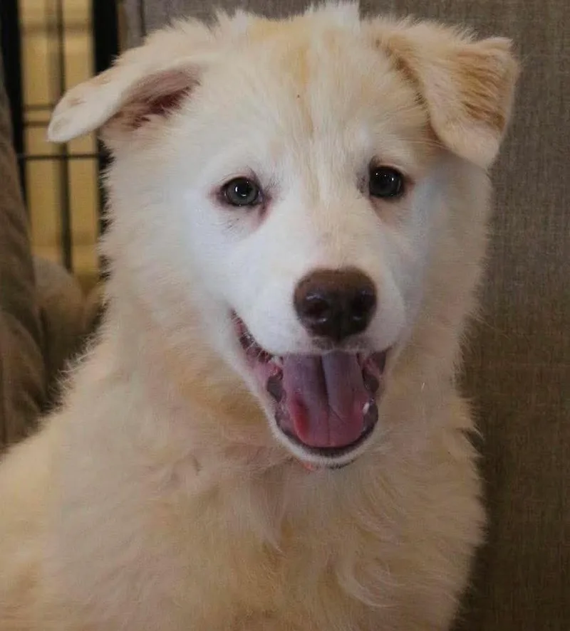 A baby large-sized female Apricot / Beige Great Pyrenees dog named Kessie for adoption in Kiowa, OK