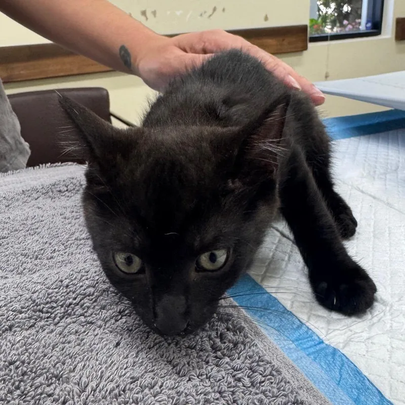 A baby small-sized male Black Domestic Short Hair cat named Bean for adoption in Lauderhill, FL