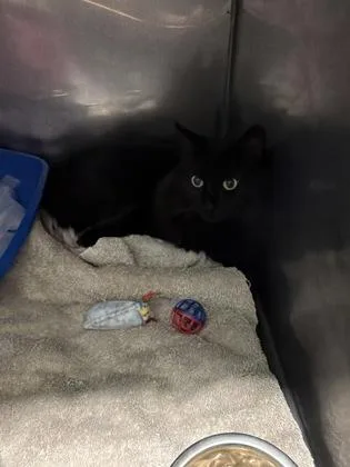 A senior medium-sized female Domestic Medium Hair cat named Mia for adoption in Fishers, IN