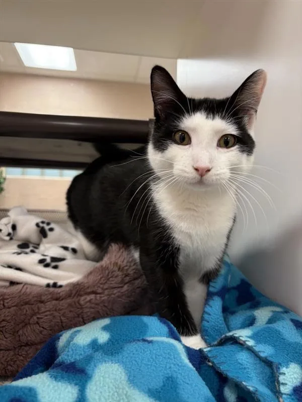 A young small-sized male Domestic Short Hair cat named Fisher for adoption in Great Falls, MT