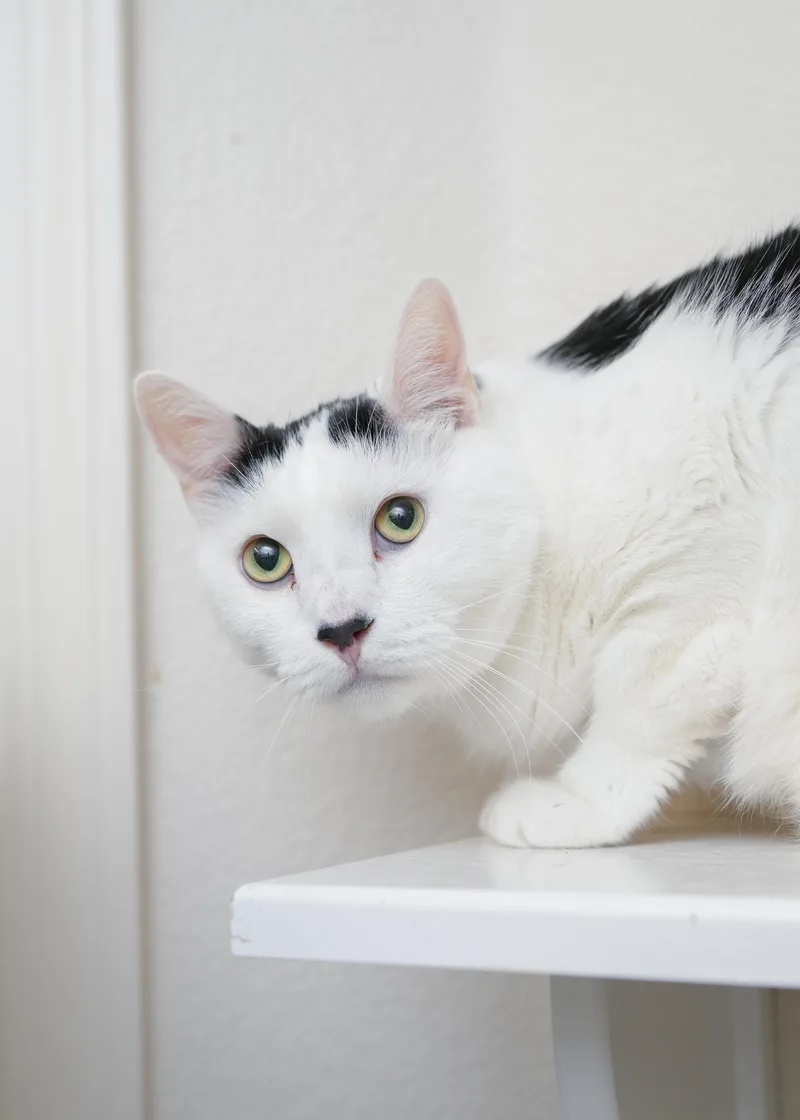 An adult medium-sized male Black & White / Tuxedo Domestic Short Hair cat named Juju for adoption in Boise, ID