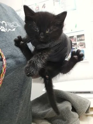 A baby small-sized female Domestic Short Hair cat named Midnight for adoption in Sacramento, CA