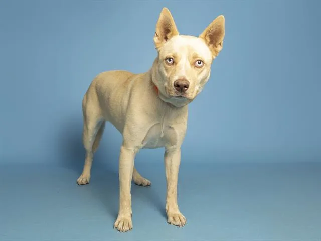 A young medium-sized female Husky dog named Bella for adoption in Phoenix, AZ