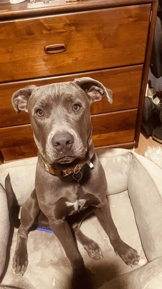 An adult medium-sized female Pit Bull Terrier dog named Nova for adoption in Thornton, CO