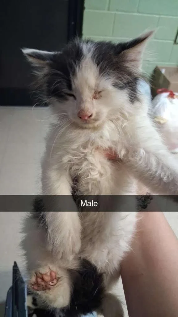 A baby small-sized male Domestic Long Hair cat named Flapdoodle for adoption in Burnsville, NC