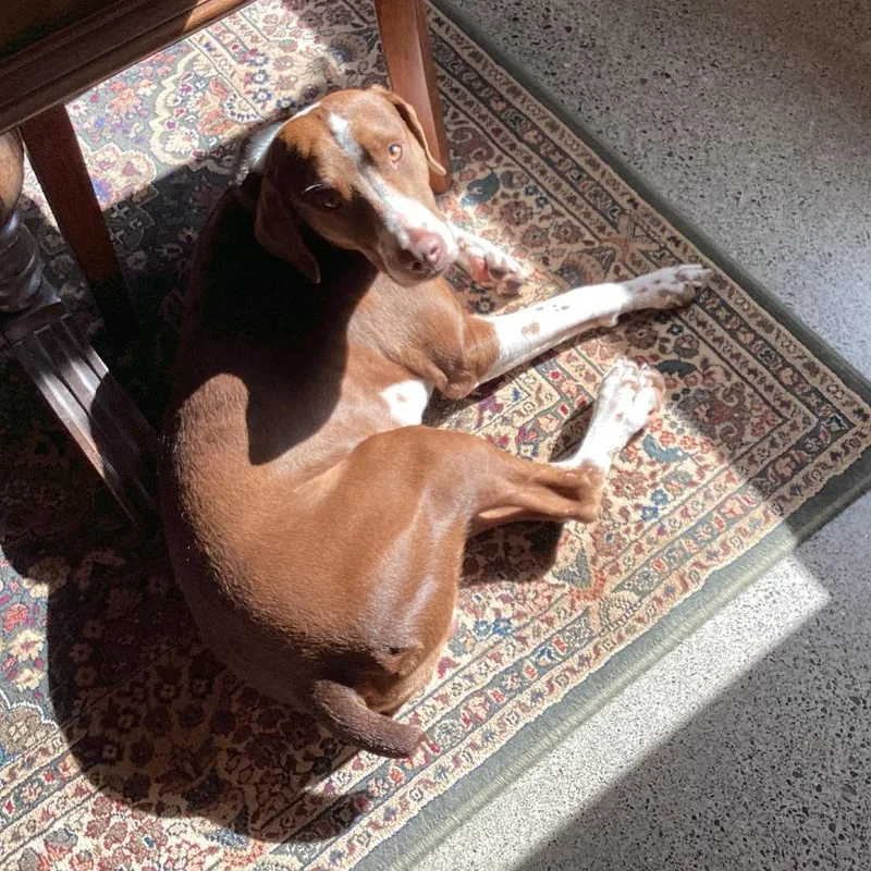 Cappuccino thumbnail 2