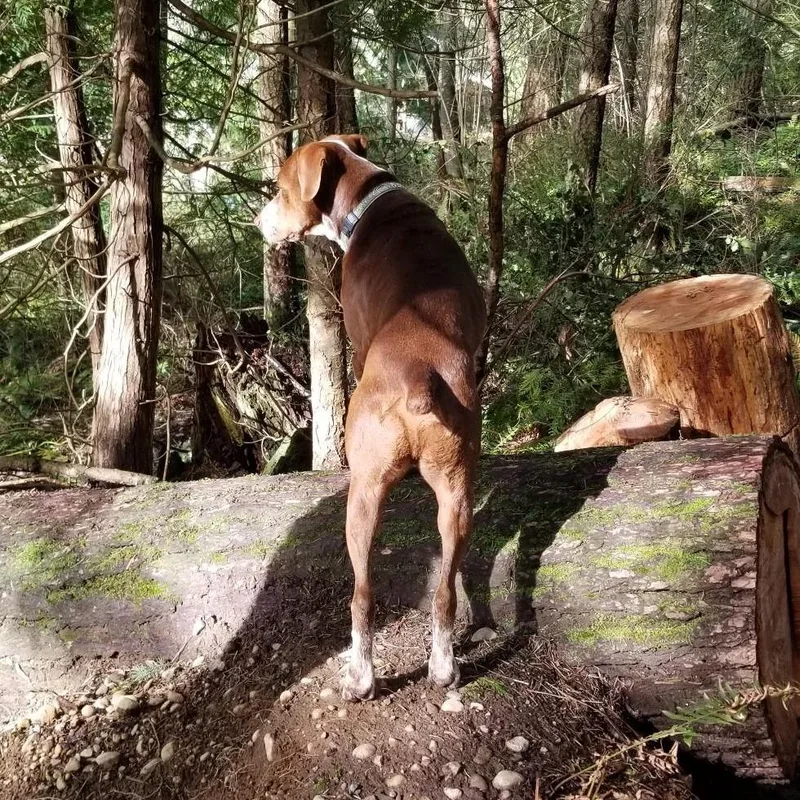 Cappuccino thumbnail 4