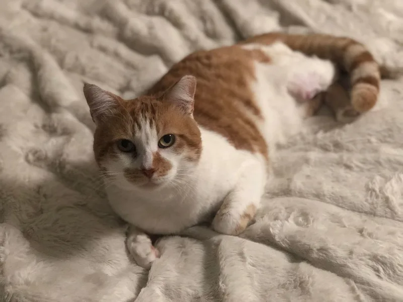 Tigger thumbnail 2
