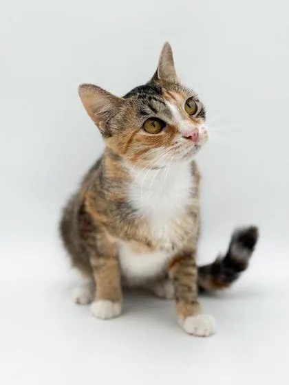 A young medium-sized female Domestic Short Hair cat named Ivy for adoption in Bowling Green, KY