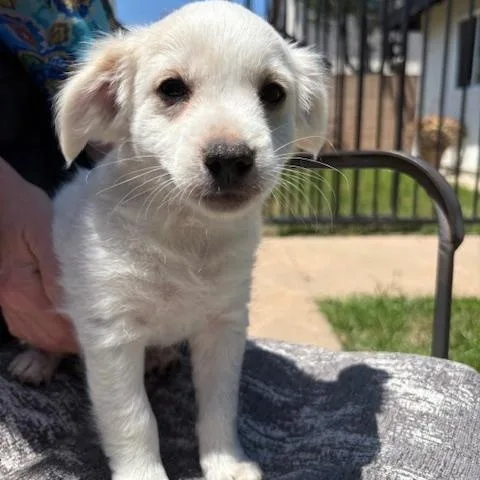 A baby small-sized male White / Cream Maltese dog named Buzz for adoption in Torrance, CA