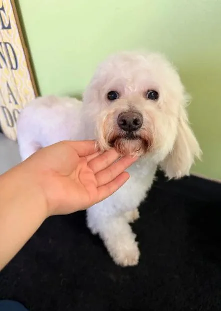 An adult small-sized male Maltese dog named Bonbon in TX for adoption in Cranston, RI