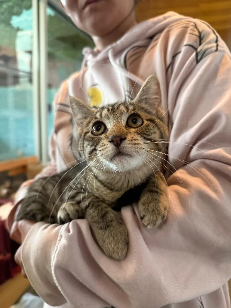 A baby small-sized female Domestic Short Hair cat named Pita for adoption in Hyde Park, NY