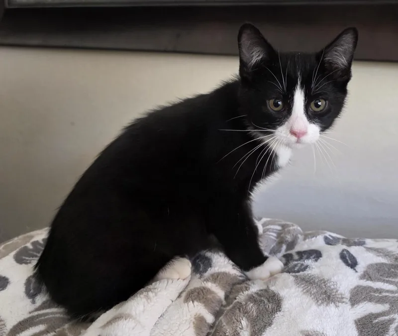 A baby small-sized male Domestic Short Hair cat named Tux for adoption in Rio Linda, CA