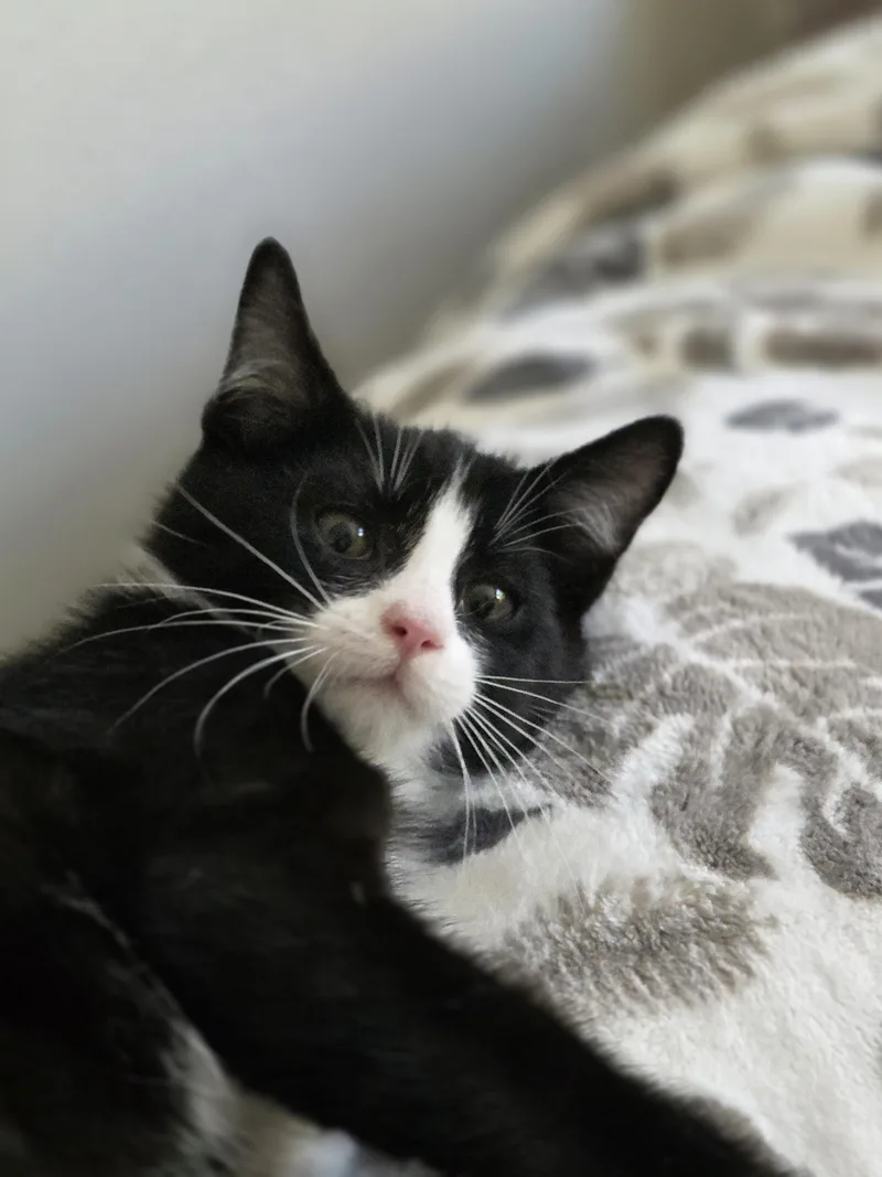 Tux thumbnail 2