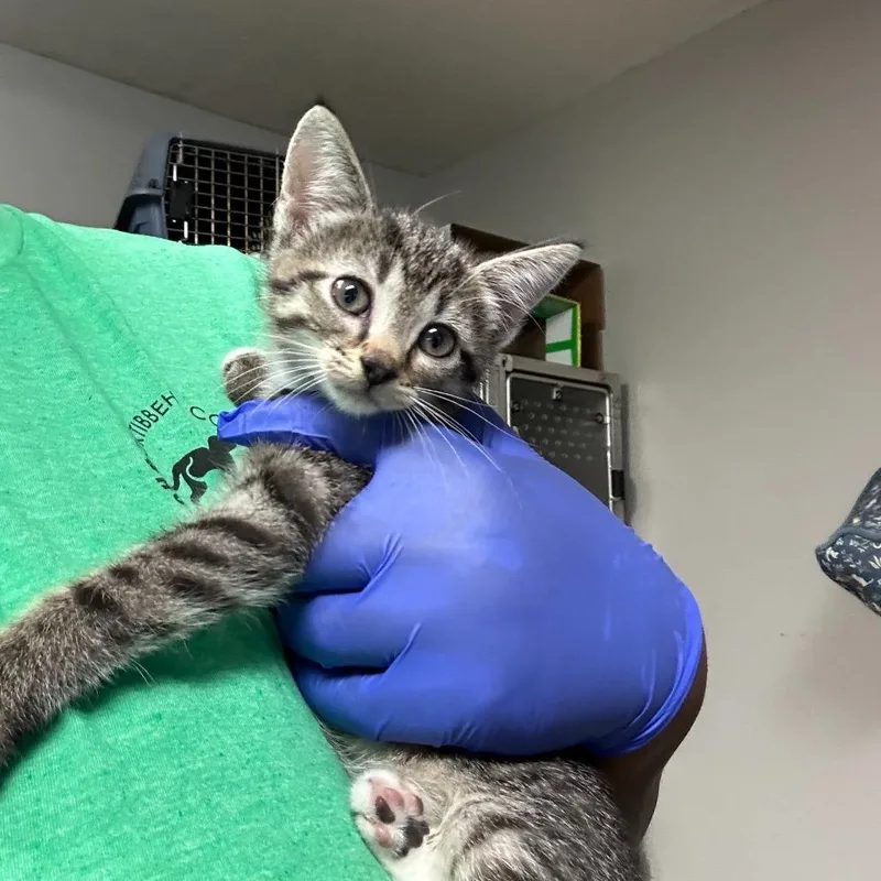 A baby small-sized female Brown / Chocolate Domestic Short Hair cat named Jaguar for adoption in Novelty, OH