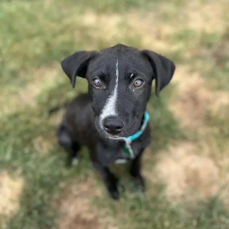 A baby small-sized male Black Mixed Breed dog named Onyx for adoption in Buffalo, MN