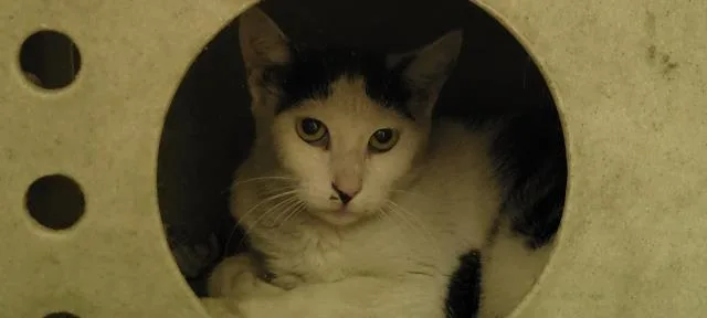 An adult large-sized female Domestic Short Hair cat named A for adoption in Los Angeles, CA