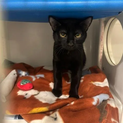 An adult medium-sized male Black Domestic Short Hair cat named Golf C for adoption in Princeton, MN