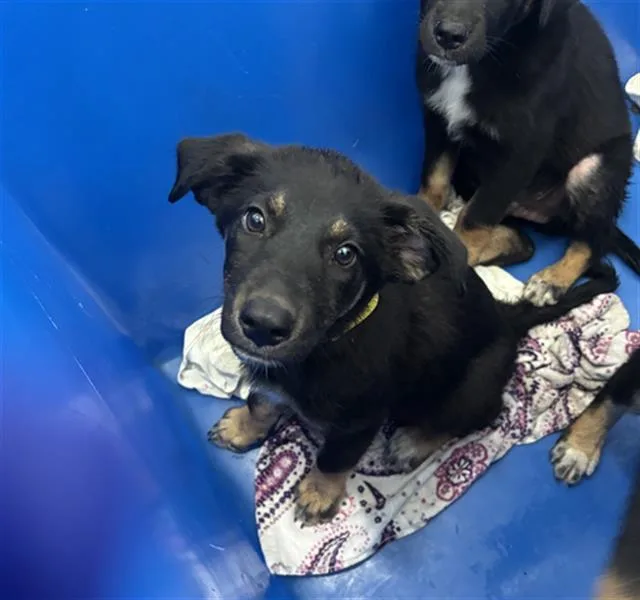 A baby medium-sized female Mixed Breed dog named Shado for adoption in Dallas, TX