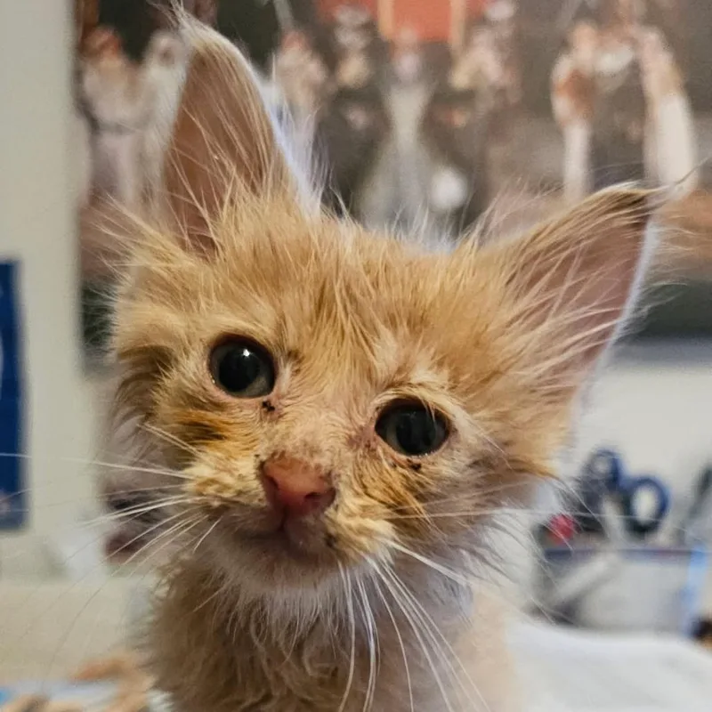 A baby small-sized male Orange / Red Domestic Short Hair cat named Bug for adoption in Elizabeth City, NC